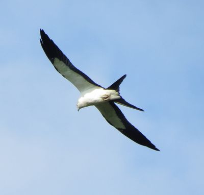 Swallow-Tailed Kite