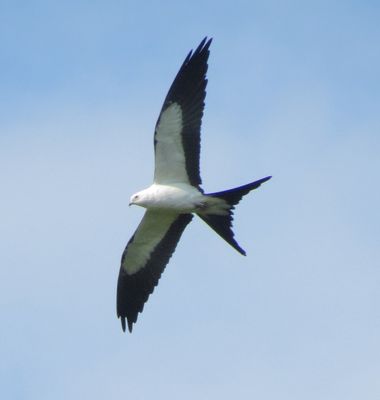 Swallow-Tailed Kite