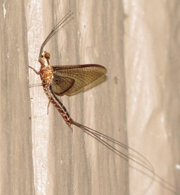 Emergent Mayfly
