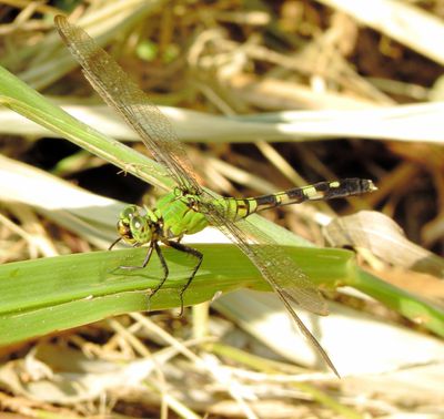 Eastern Pondhawk