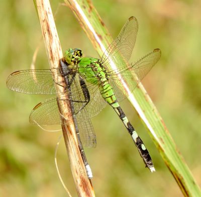 Eastern Pondhawk