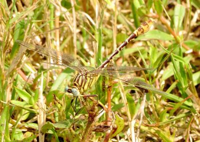 Flag-Tailed Spinyleg