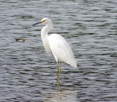 Snowy Egret
