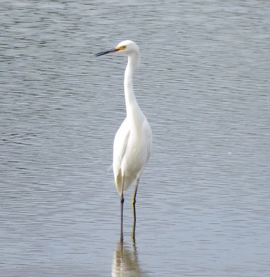 Snowy Egret