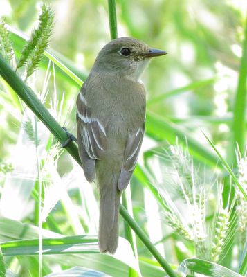 Traills Flycatcher
