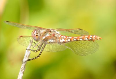 Variegated Meadowhawk