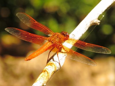 Flame Skimmer