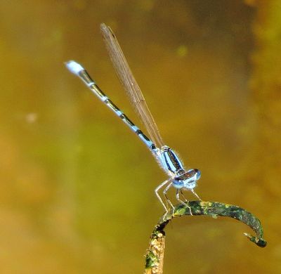 Arroyo Bluet