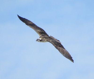 Osprey