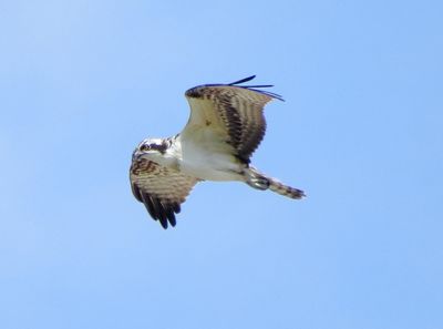 Osprey