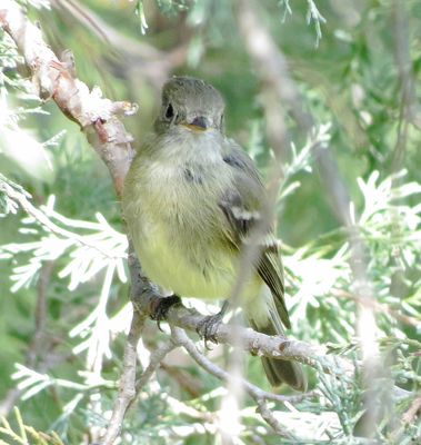 Hammond's Flycatcher