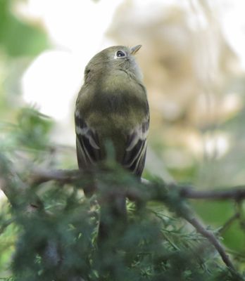 Hammond's Flycatcher