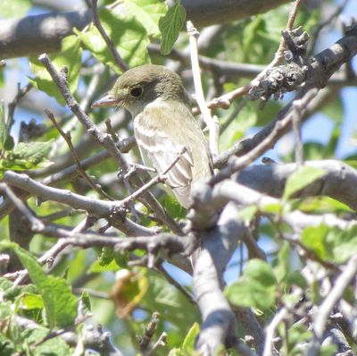 Empidonax Species