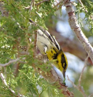Townsend's Warbler