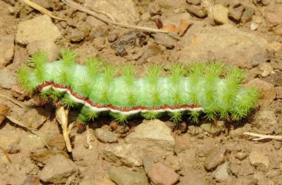 Io Moth