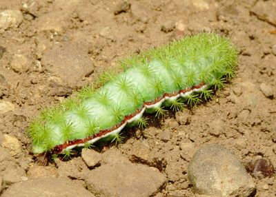 Io Moth