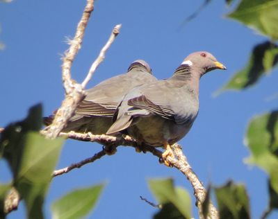 Band-Tailed Pigeon