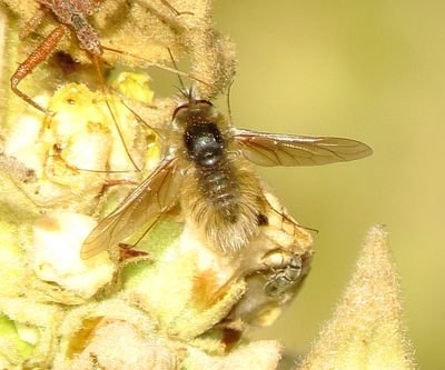 Genus Anastoechus