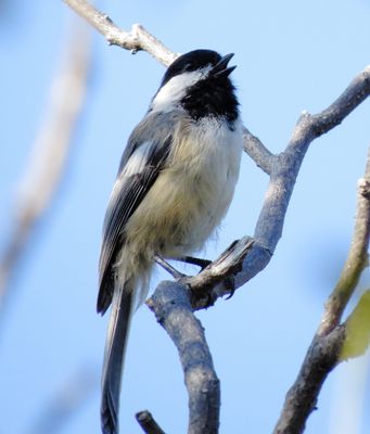 Black-Capped Chickadee