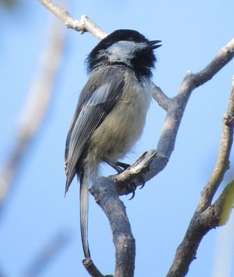 Black-Capped Chickadee