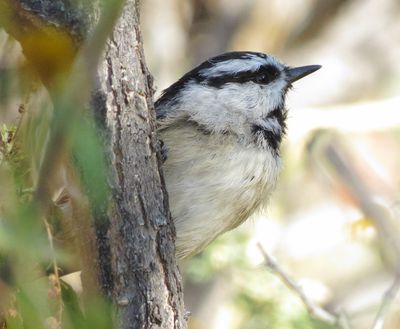 Mountain Chickadee