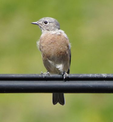 Western Bluebird