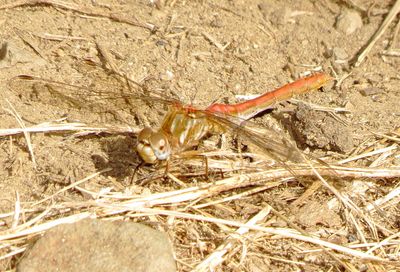 Striped Meadowhawk