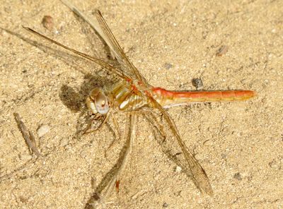 Striped Meadowhawk