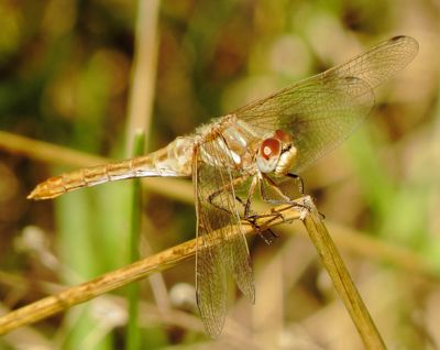 Striped Meadowhawk