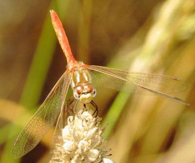 Striped Meadowhawk