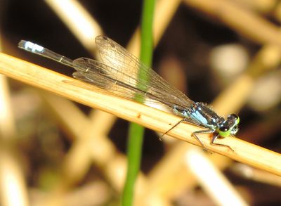Plains Forktail