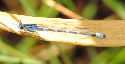 Tule Bluet