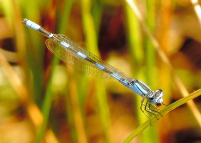 Tule Bluet