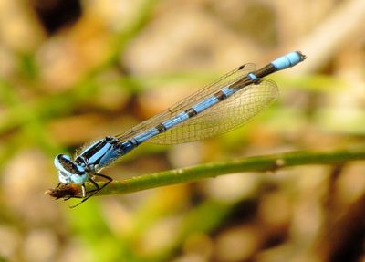 Boreal Bluet