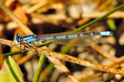Boreal Bluet