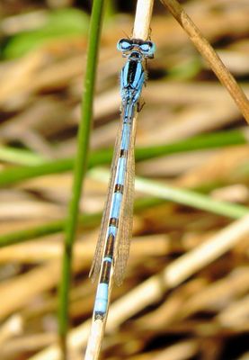 Boreal Bluet