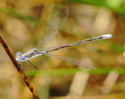 Spotted Spreadwing