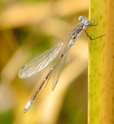 Spotted Spreadwing