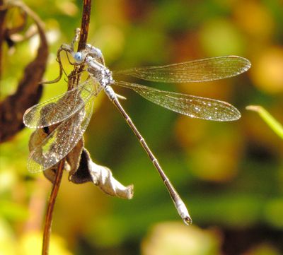 Spotted Spreadwing