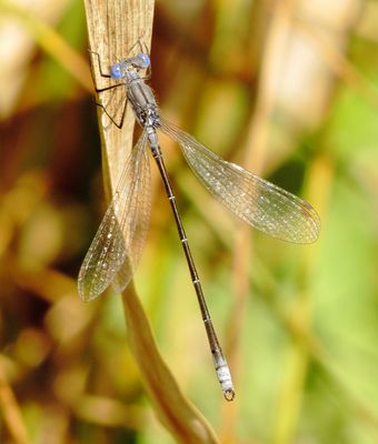 Spotted Spreadwing