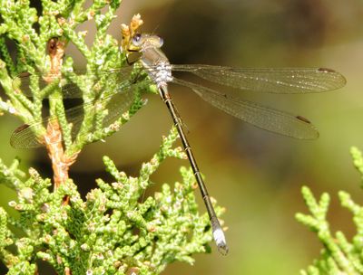 Great Spreadwing