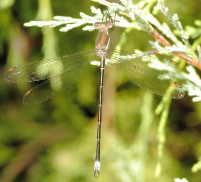 Great Spreadwing