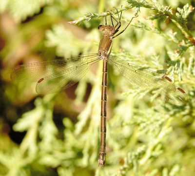 Great Spreadwing