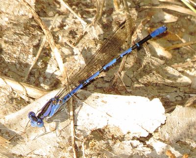 Springwater Dancer