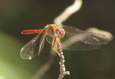 Autumn Meadowhawk