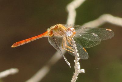 Autumn Meadowhawk
