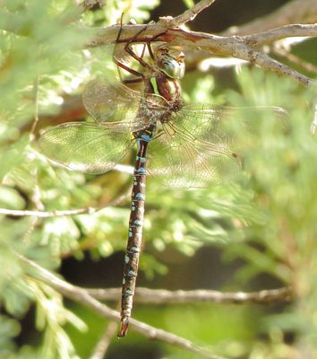 Shadow Darner