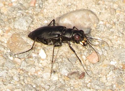 Large Grassland Tiger Beetle