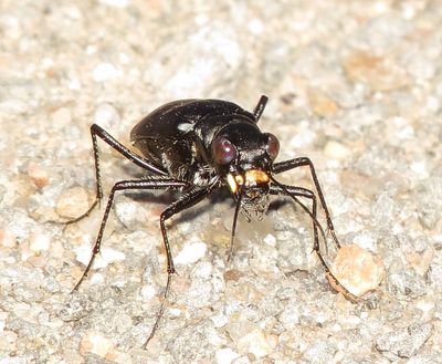 Large Grassland Tiger Beetle