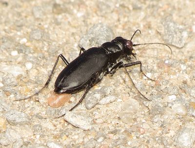 Large Grassland Tiger Beetle